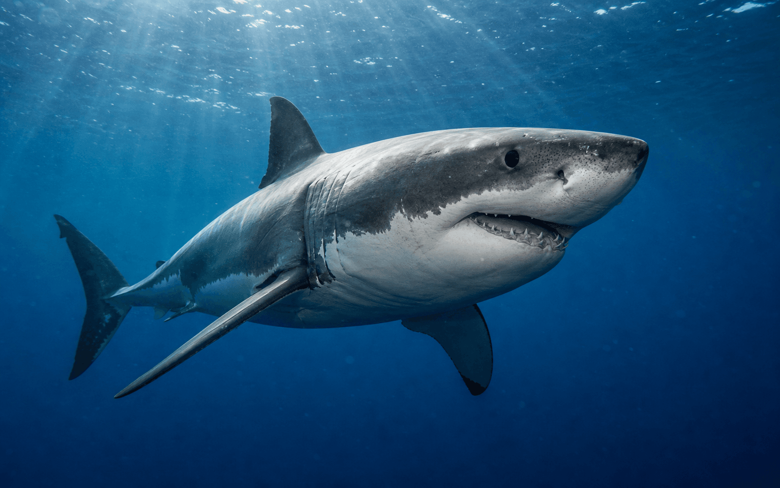 Shark wildlife guide illustration