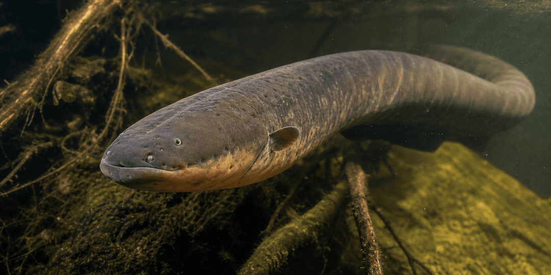 Electric eel swimming through a shadowed freshwater habitat