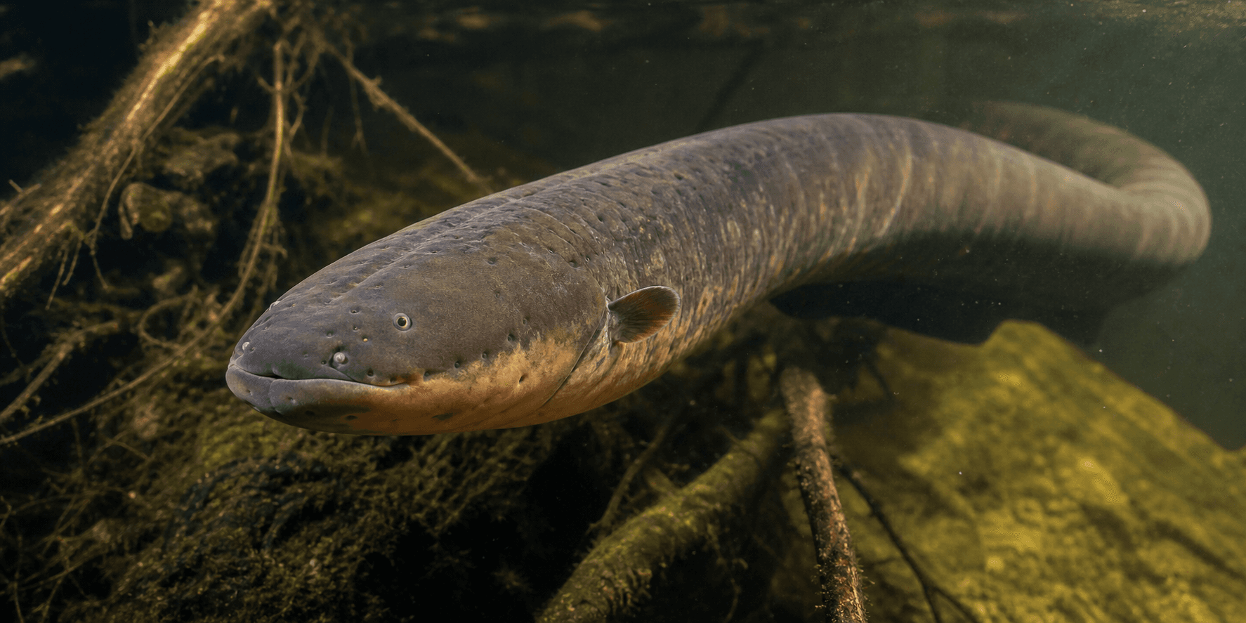 Rivers, Flooded Forests, and Freshwater Basins wildlife habitat