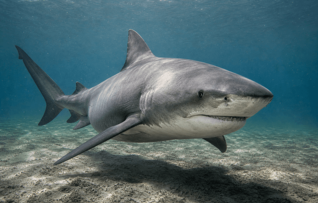 Bull shark in shallow coastal water above a sandy bottom
