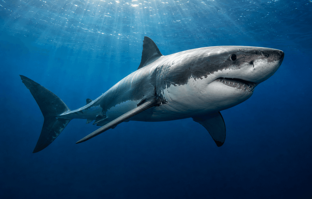 Great white shark swimming through clear blue coastal water