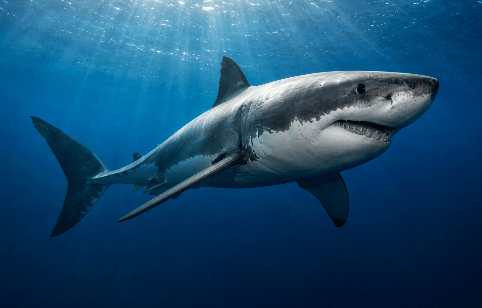 Great white shark swimming through the open blue ocean